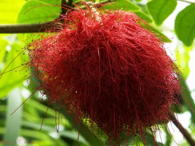 u44/demorcan/medium/28844843.WierdFlower.jpg
