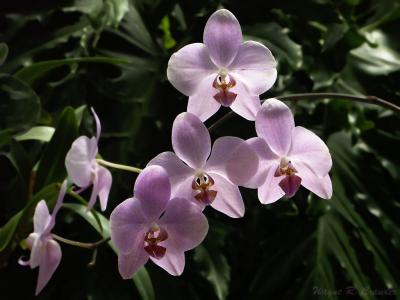 Orchids 5.jpg