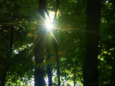 Wetland Sunshine Sept 12.jpg