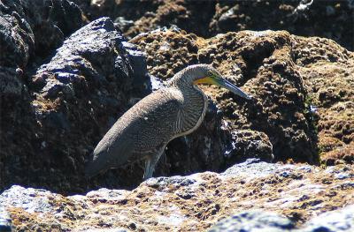 Onor du Mexique (Bare-throated Tiger-Heron)