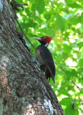 Pic  bec clair (Pale-billed Woodepecker)