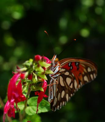Gulf Fritillary.jpg