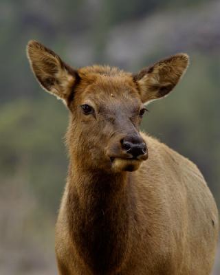RMNP-Elk Cow2w.jpg
