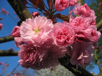 Cherry blossom (pink)