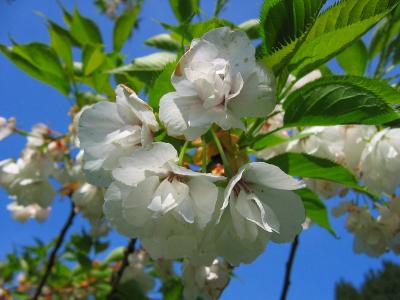 Cherry blossom (white)