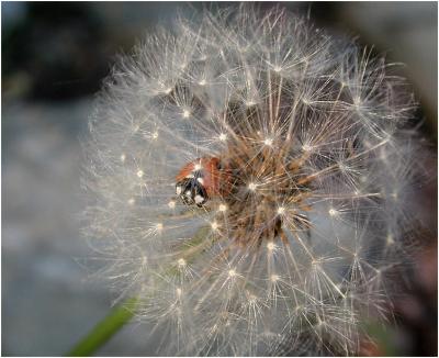 Ladybug in Dandelion