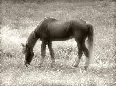 Well...ALMOST black and white