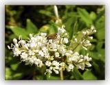 Busy As A  Bee............