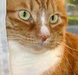 Like a graceful vase, a cat, even when motionless, seems to flow - George F. Will