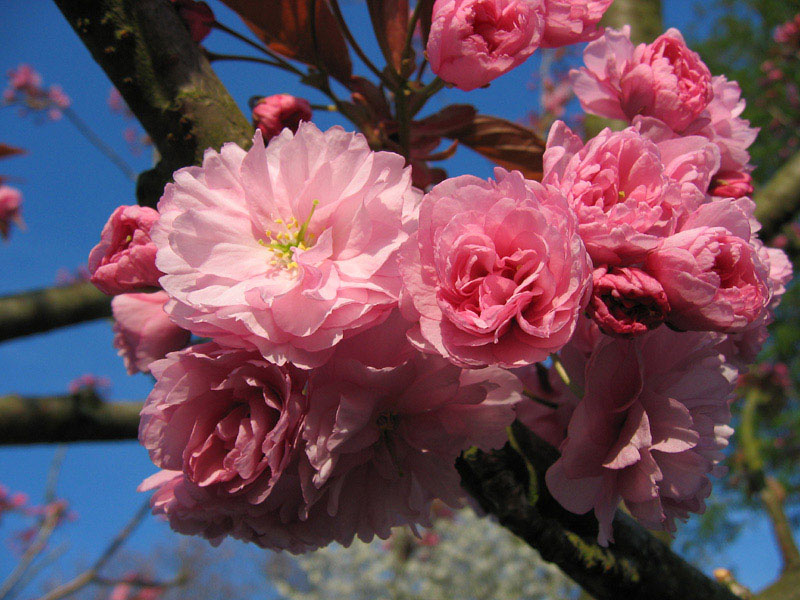 Cherry blossom (pink)