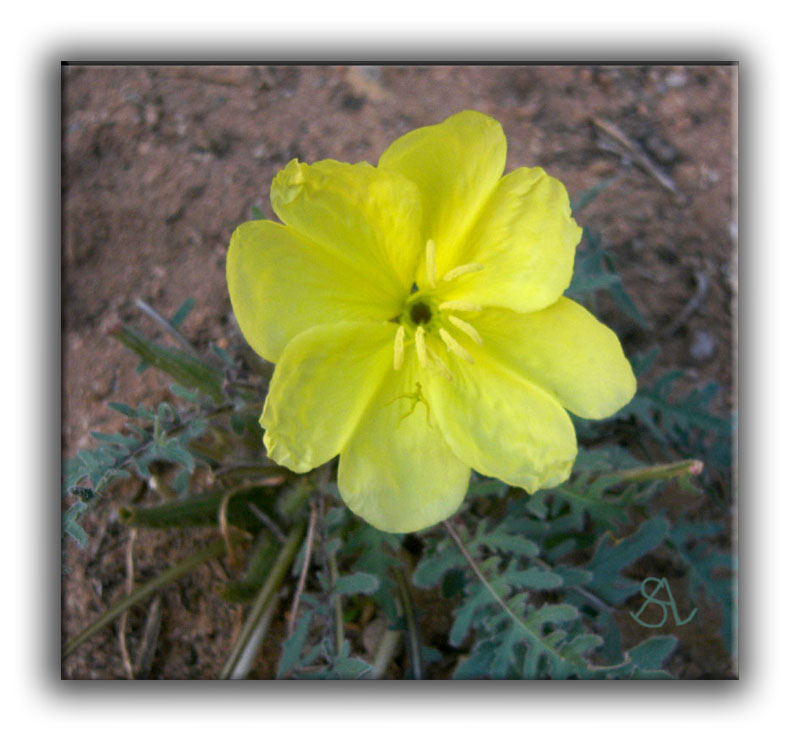 Desert  Evening Primrose.