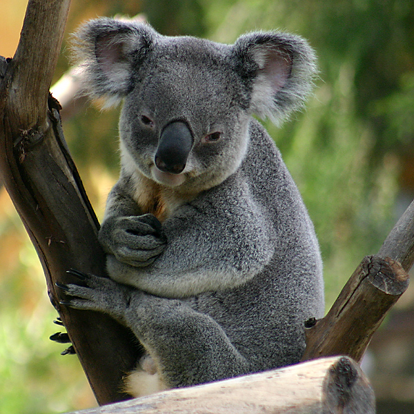 Koala