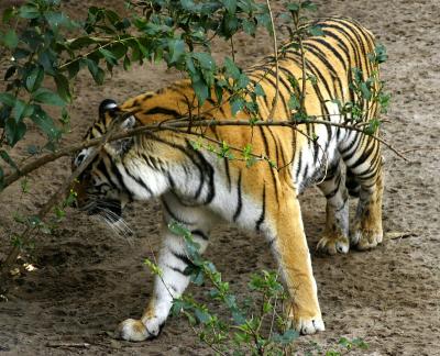 tiger in bush.jpg