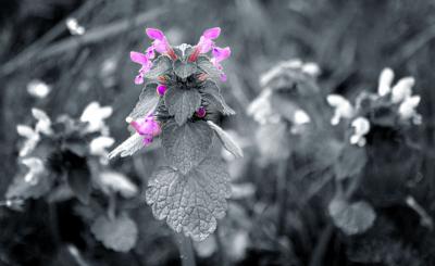 wild flower 5.jpg