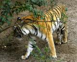 tiger in bush.jpg
