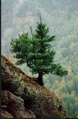 Siberian Cedar