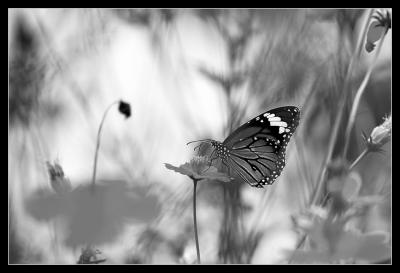 a Butterfly in the Grove