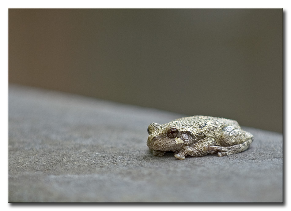 DSC_9165a950.jpg
