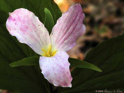 Trillium Grandflorum