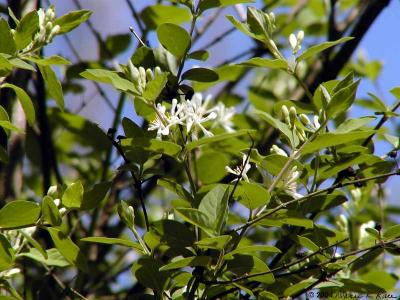 Tartarian Honeysuckle