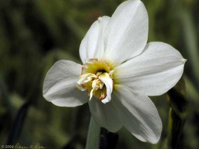 Historic Daffodils ~ WV ~ May 2004