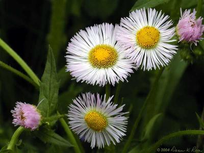 Philadelphia Fleabane