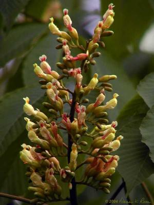 Yellow Buckeye