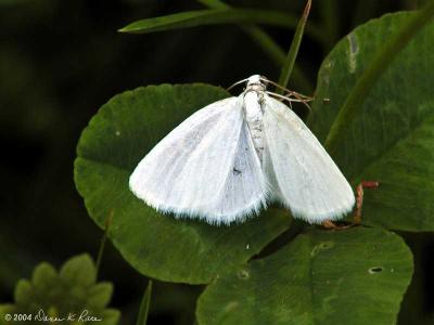 White Spring Moth 