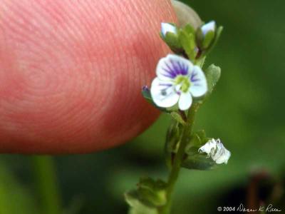Thyme Leaf Speedwell and my finger for sizing