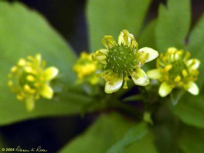 Kidney Leaf Buttercup