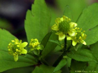 Kidney Leaf Buttercup