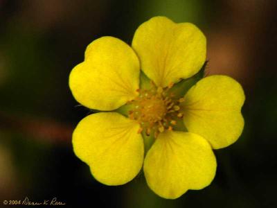 Cinquefoil