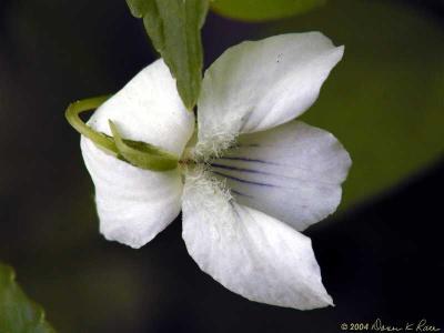 Canada Violet