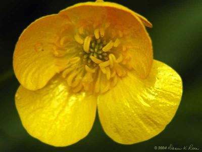 Common Buttercup