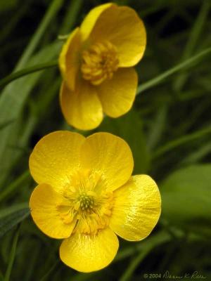 Common Buttercup