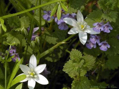 Star of Bethlehem & Ground Ivy