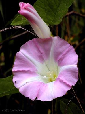 Calystegia sepium
 
