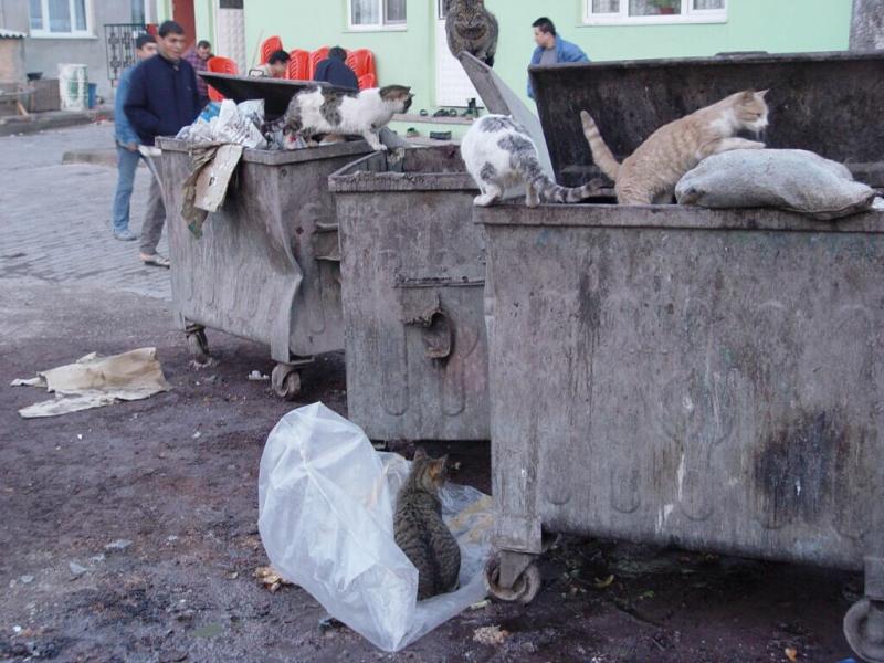 anakkale Cats