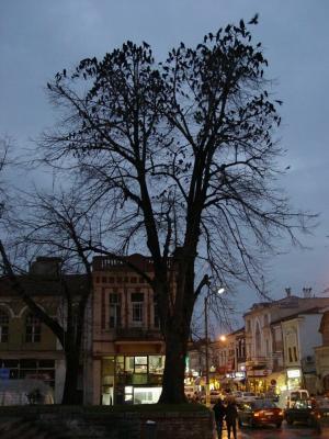 Edirne crows flocking