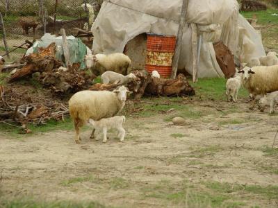 anakkale lambs in december