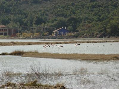 Ayvalik flamingos 2004 03 10 1