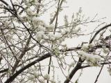 Bursa walk in snow