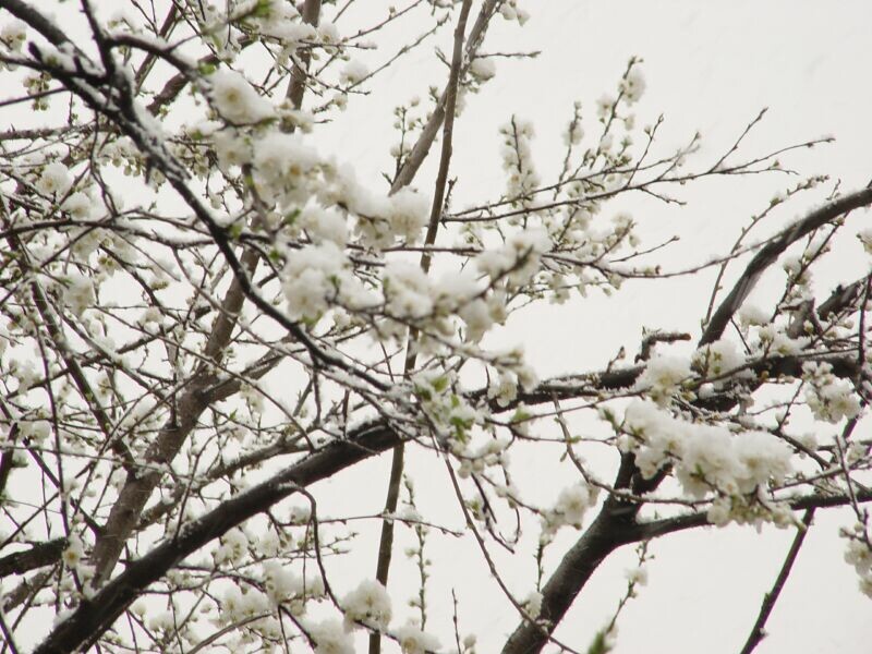 Bursa walk in snow