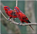 Blue-streaked Lory