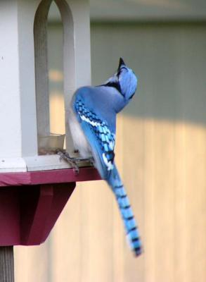 u44/dougwilcox/medium/28786365.bluejay.jpg