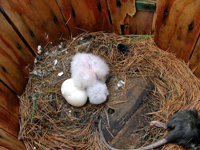 Don took this one with my camera. I wasn't sure that I was going to go up and check it out myself, (that height thing!)and this is what he saw. There were several partially eaten rats in the basket. Fisher had been putting them out and mom was bringing back to the nest.