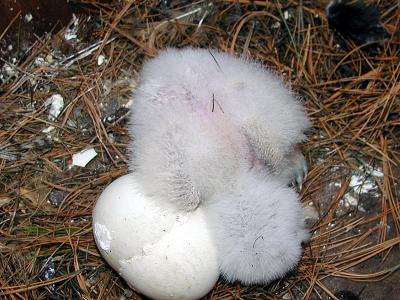 It is unknown why the other egg did not hatch. It may not have been strong enough to break through the membrane of the egg. The other babys progress will be monitored and if it makes it to be a fledgling it will be banded. Stay tuned.................