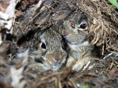 These bunnies are in my brothers backyard, also discovered on Mothers Day. They were nestled in along a fence line, covered with leaves and grasses, very well hidden.