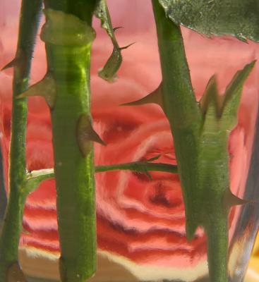 More Thorns