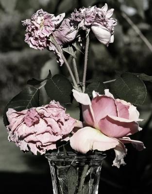 Flowers in a Vase